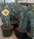 10" Cactus Cereus Monstrosus